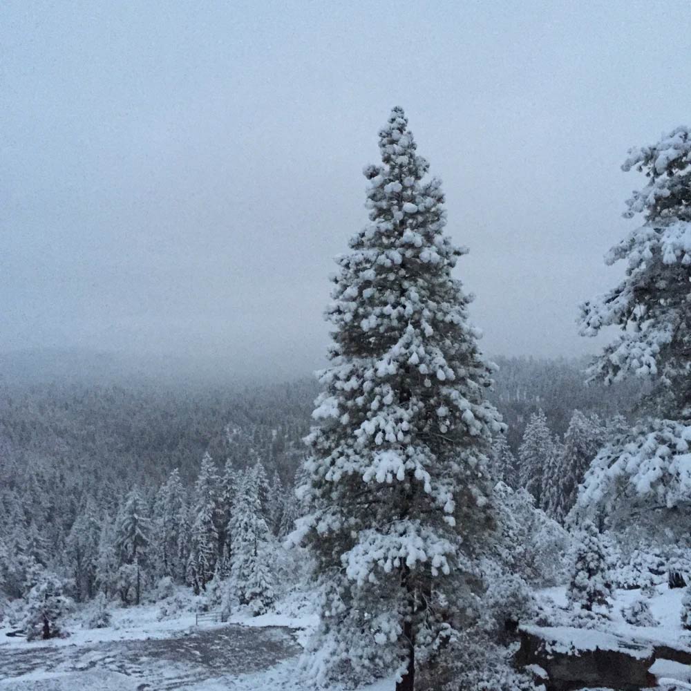 David-E-White-Christmas